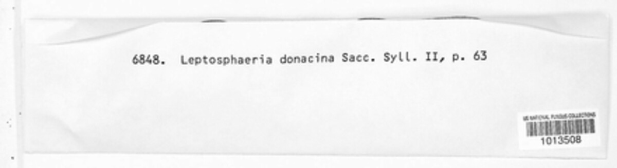 Leptostroma donacinum image